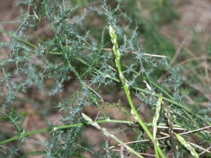 ASPARAGO SPINOSO - (Asparagus acutifolius L.) - Nome dialettale: Spàrege 