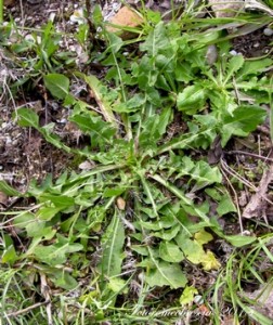 CICORIA - (Cichorium intybus L.) - Nome dialettale - cecòrije o cecurièlle. 